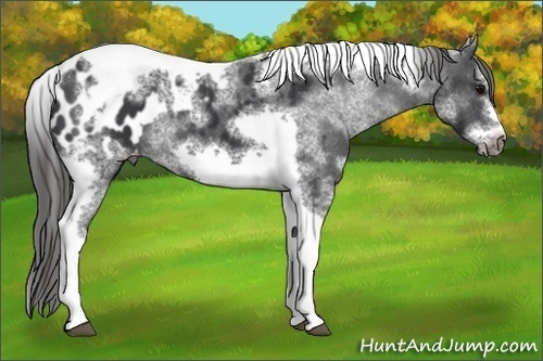 Horse Color:White Spotted Black Splash Tobiano Frame Appaloosa