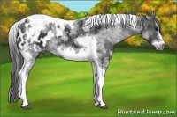 Horse Color:White Spotted Black Splash Tobiano Frame Appaloosa 