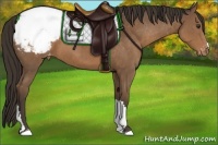 Horse Color:Liver Chestnut Appaloosa