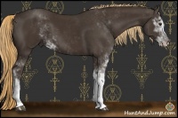 Horse Color:Liver Chestnut Sabino