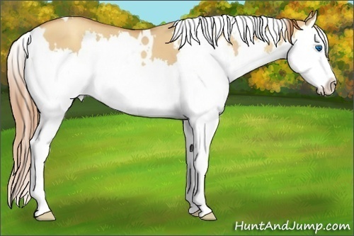Horse Color:White Spotted Gold Champagne Dun Splash 