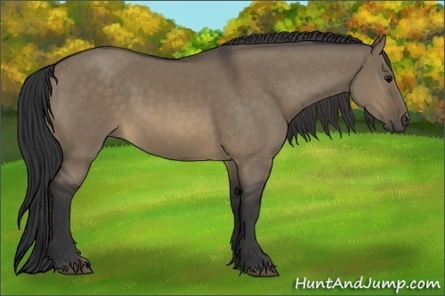 Horse Color:Buckskin Dun 