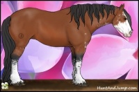 Horse Color:Bay Sabino 