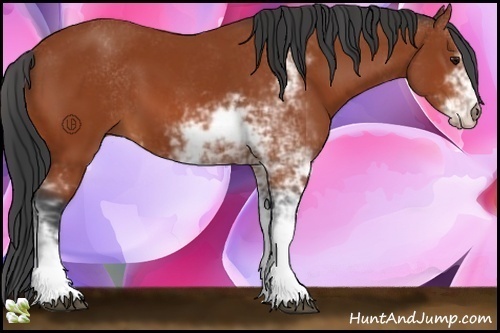 Horse Color:Bay Sabino 
