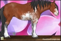 Horse Color:Bay Sabino 
