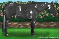 Horse Color:White Spotted Black Frame 