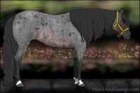 Horse Color:Brown Roan