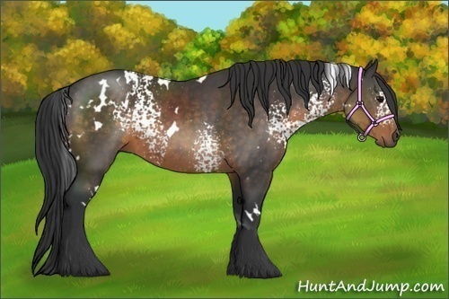 Horse Color:White Spotted Buckskin