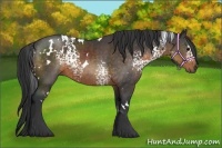 Horse Color:White Spotted Buckskin 