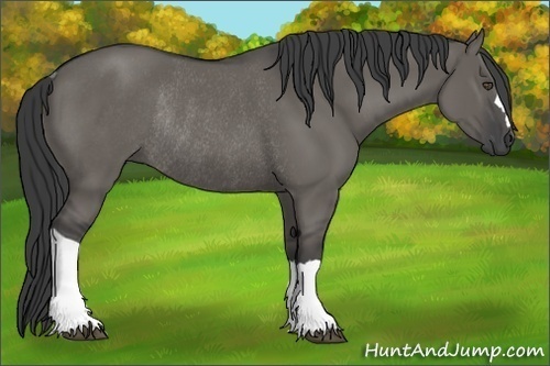 Horse Color:Grullo Rabicano 