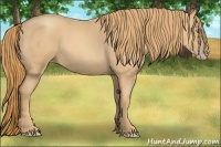 Horse Color:Gold Champagne Roan 