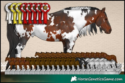 Horse Color:White Spotted Brown 