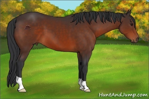 Horse Color:Brown 