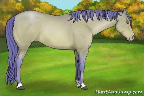 Horse Color:Watercolor Bay Pearl 