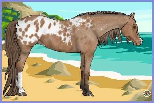 Horse Color:Buckskin Blanket