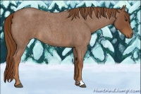 Horse Color:Red Roan 