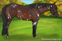 Horse Color:White Spotted Brown 