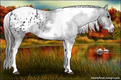 Horse Color:White Spotted Black Splash Tobiano Frame Appaloosa