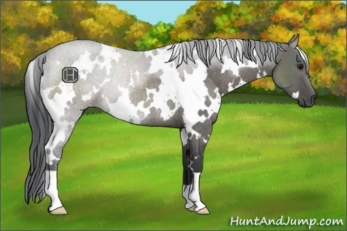 Horse Color:White Spotted Grullo Rabicano 