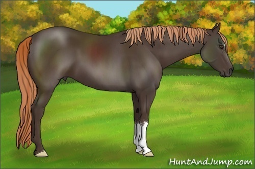 Horse Color:Liver Chestnut 