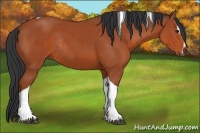 Horse Color:Brown Sabino Tobiano Rabicano