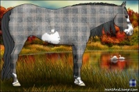 Horse Color:Plaid  Smoky Blue Roan Frame 