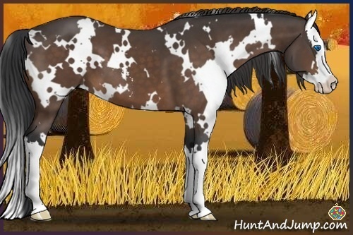 Horse Color:White Spotted Buckskin Sabino Splash 