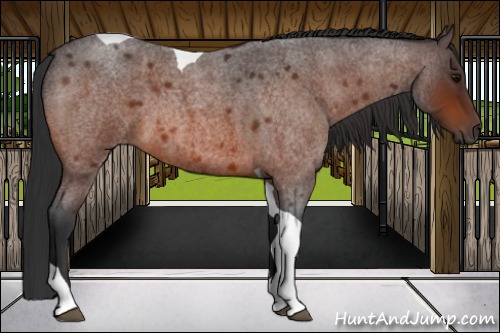 Horse Color:Bay Roan Tobiano 