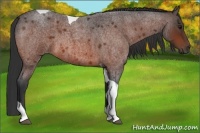 Horse Color:Bay Roan Tobiano 