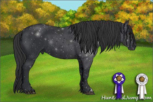 Horse Color:Black 
