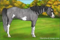 Horse Color:Blue Roan Splash Frame 