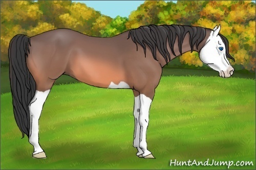 Horse Color:Buckskin Splash 