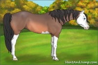 Horse Color:Buckskin Splash 