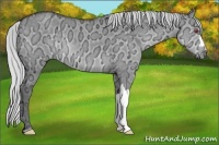 Horse Color:Silver Grullo Chinchilla Ice