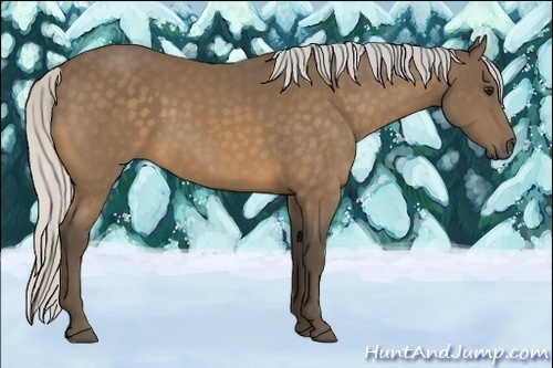 Horse Color:Silver Buckskin 