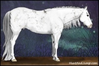 Horse Color:Grullo Sabino Splash