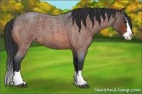 Horse Color:Bay Roan Splash 
