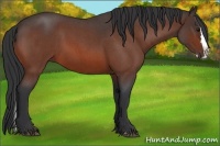 Horse Color:Bay Roan Splash 