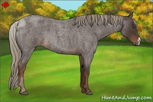 Horse Color:Liver Red Roan Rabicano 