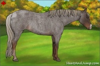 Horse Color:Liver Red Roan Rabicano