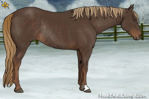 Horse Color:Liver Chestnut Rabicano 