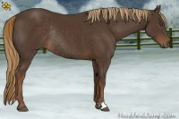 Horse Color:Liver Chestnut Rabicano 