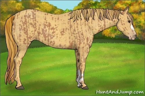 Horse Color:Chestnut  and Gold Champagne 