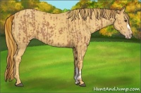 Horse Color:Chestnut  and Gold Champagne 