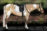 Horse Color:White Spotted Silver Bay Dun