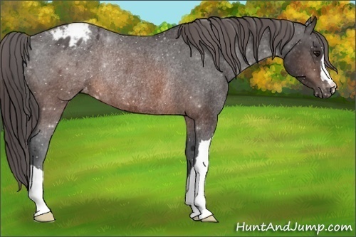 Horse Color:Brown Appaloosa Rabicano 