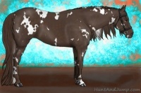 Horse Color:White Spotted Liver Chestnut 
