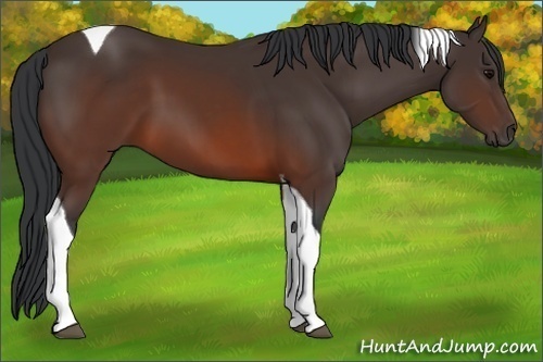 Horse Color:Brown Tobiano 