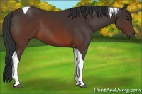 Horse Color:Brown Tobiano 