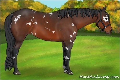 Horse Color:White Spotted Brown